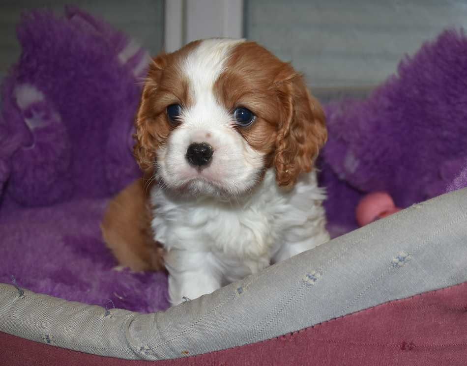 de la maison du ryez - Chiots disponibles - Cavalier King Charles Spaniel