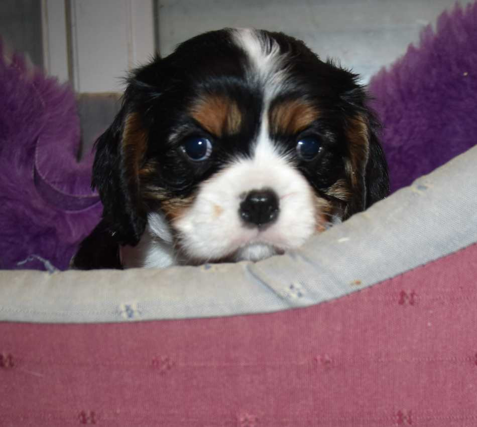 de la maison du ryez - Chiots disponibles - Cavalier King Charles Spaniel