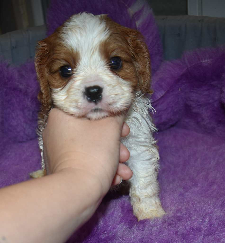 de la maison du ryez - Chiots disponibles - Cavalier King Charles Spaniel