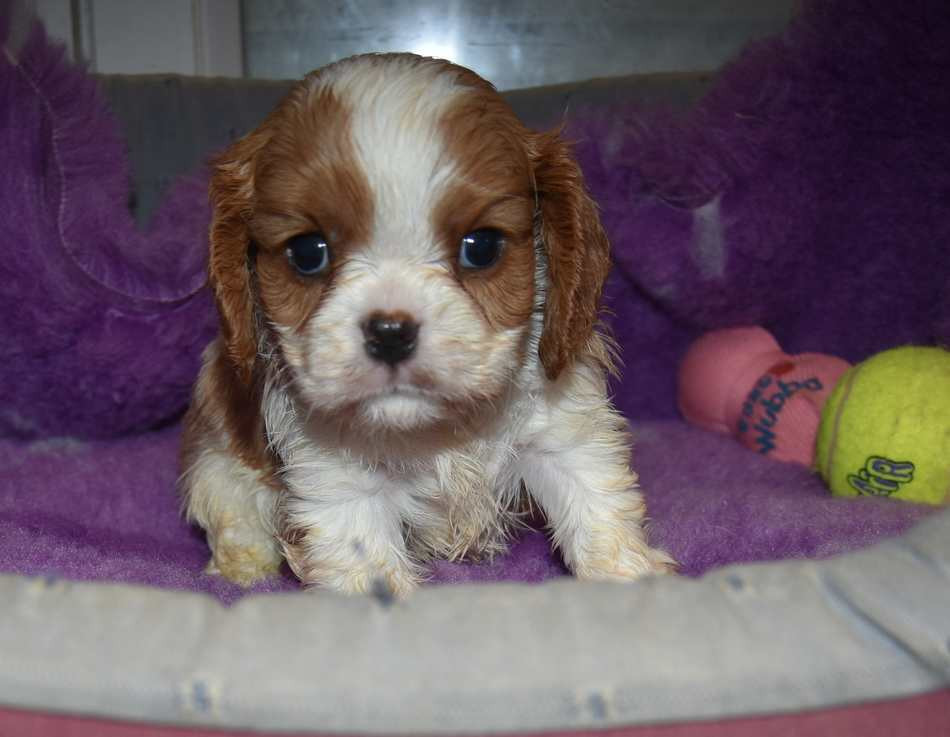 de la maison du ryez - Chiots disponibles - Cavalier King Charles Spaniel