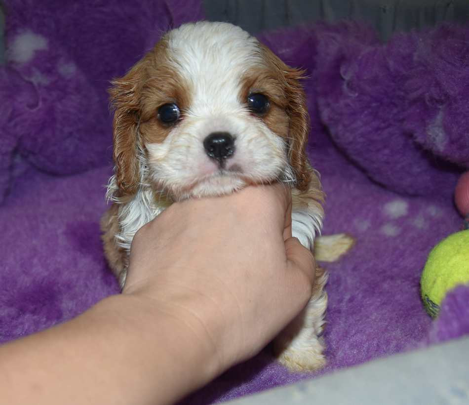 de la maison du ryez - Chiots disponibles - Cavalier King Charles Spaniel