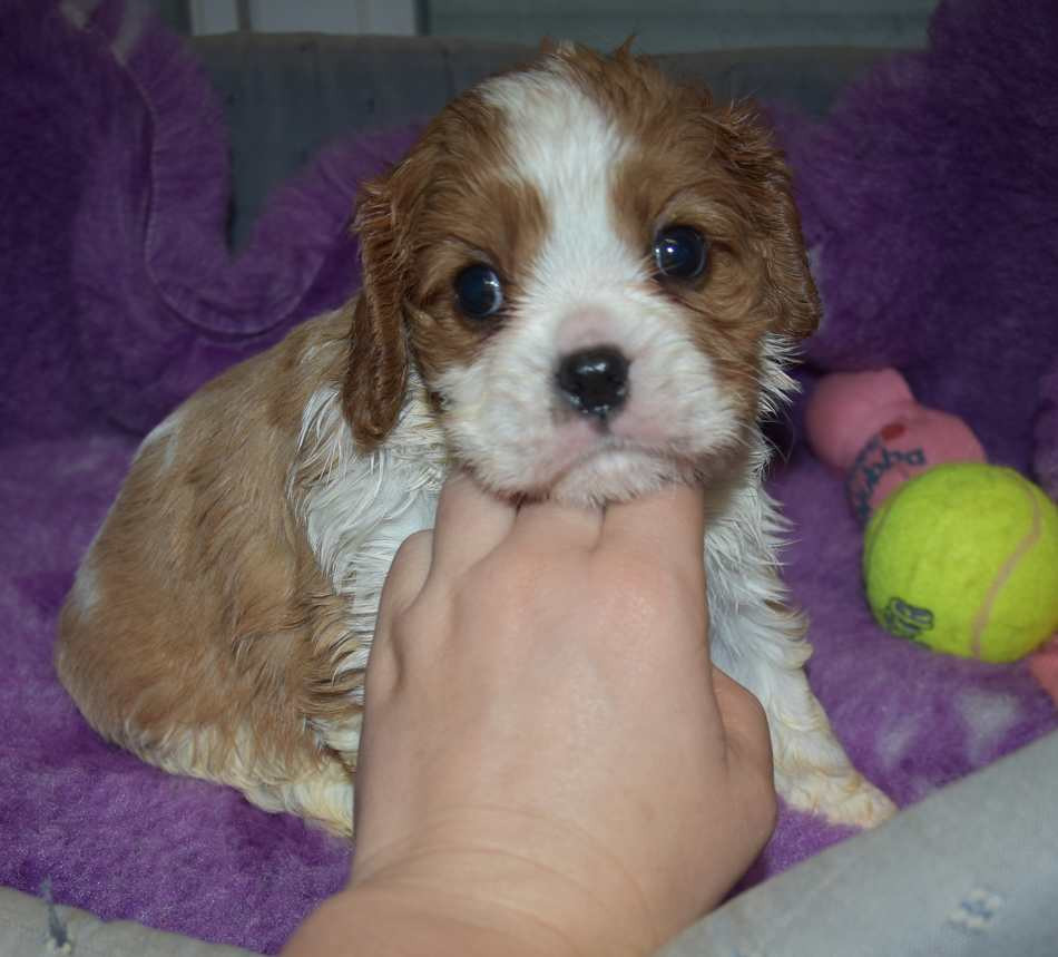 de la maison du ryez - Chiots disponibles - Cavalier King Charles Spaniel