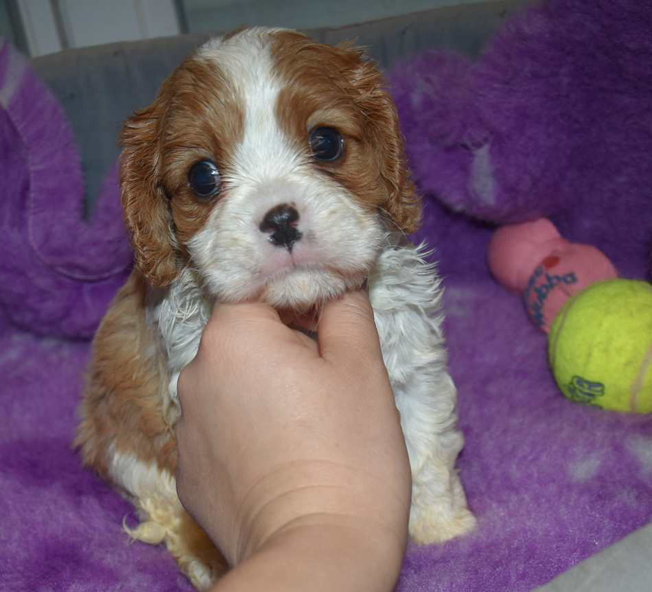 de la maison du ryez - Chiots disponibles - Cavalier King Charles Spaniel
