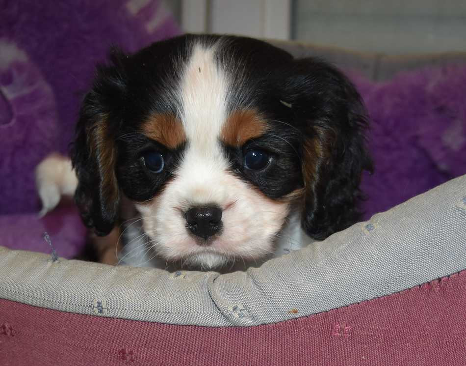 de la maison du ryez - Chiots disponibles - Cavalier King Charles Spaniel