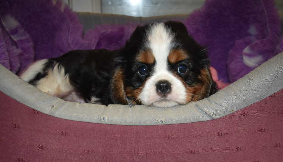 de la maison du ryez - Chiots disponibles - Cavalier King Charles Spaniel