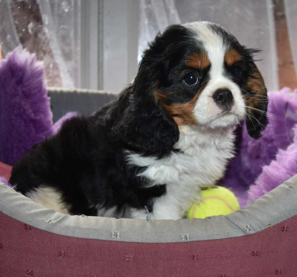 de la maison du ryez - Chiots disponibles - Cavalier King Charles Spaniel