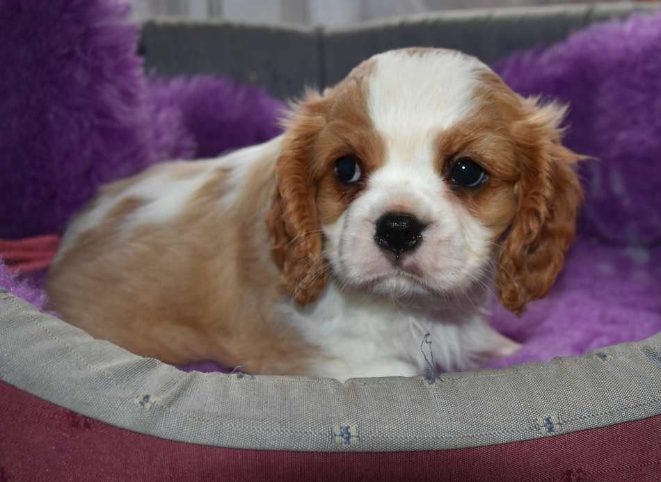 de la maison du ryez - Chiots disponibles - Cavalier King Charles Spaniel