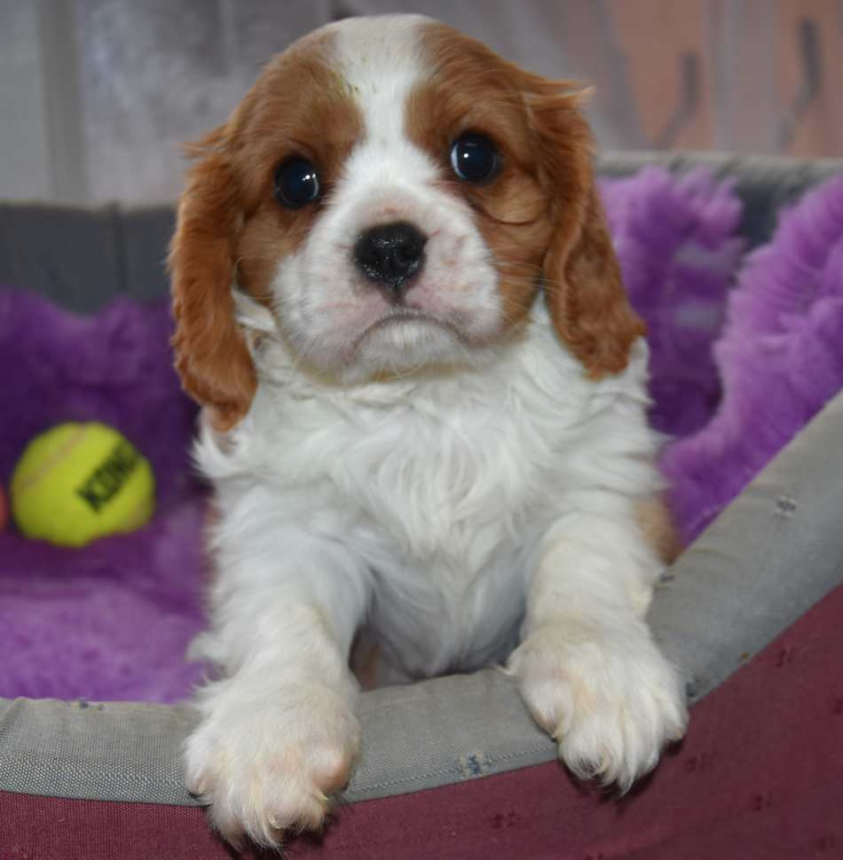 de la maison du ryez - Chiots disponibles - Cavalier King Charles Spaniel
