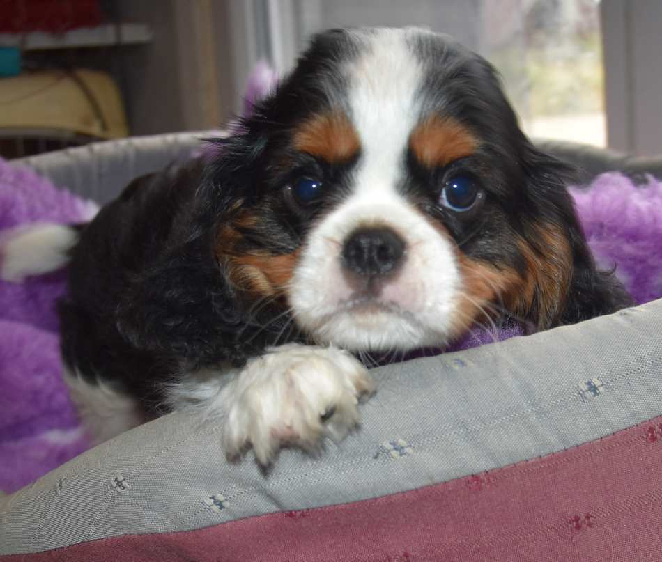 de la maison du ryez - Chiots disponibles - Cavalier King Charles Spaniel
