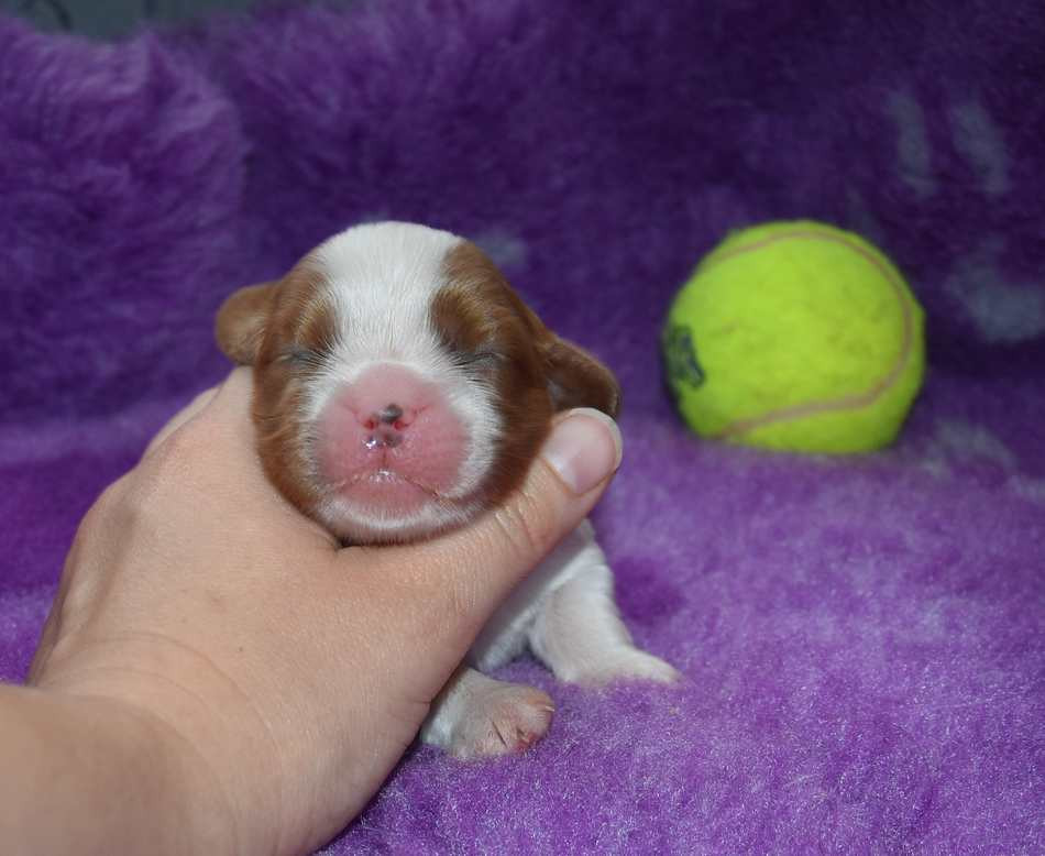 de la maison du ryez - Chiots disponibles - Cavalier King Charles Spaniel