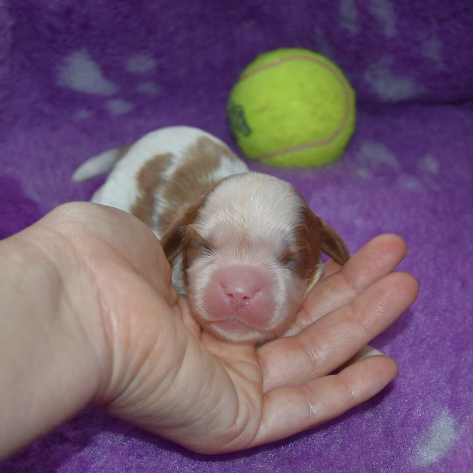 de la maison du ryez - Chiots disponibles - Cavalier King Charles Spaniel