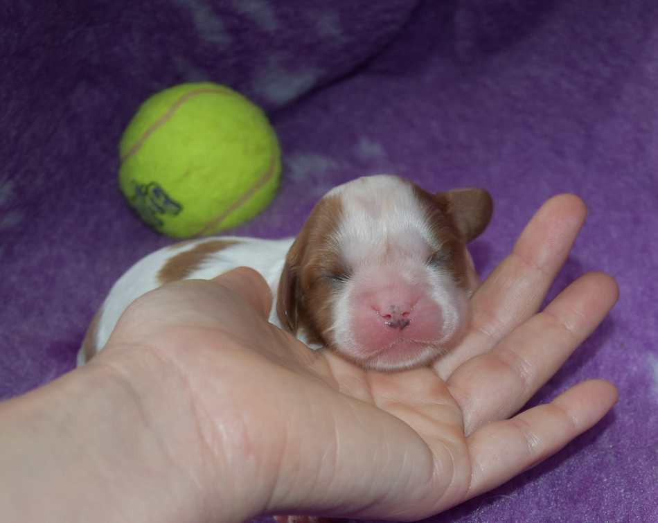 de la maison du ryez - Chiots disponibles - Cavalier King Charles Spaniel
