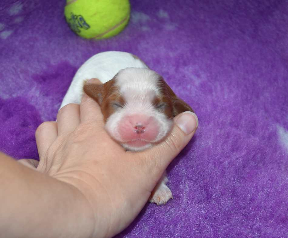 de la maison du ryez - Chiots disponibles - Cavalier King Charles Spaniel