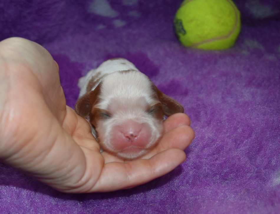 de la maison du ryez - Chiots disponibles - Cavalier King Charles Spaniel