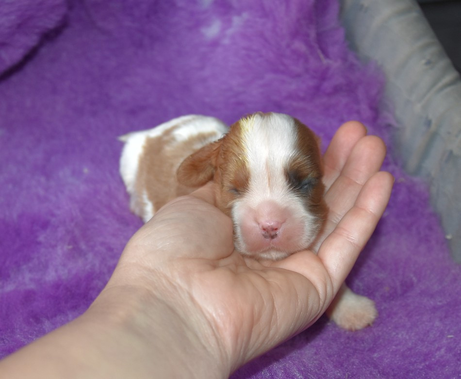 de la maison du ryez - Chiots disponibles - Cavalier King Charles Spaniel