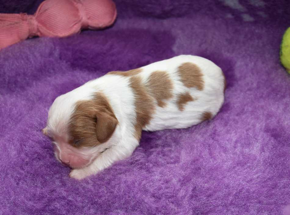 de la maison du ryez - Chiots disponibles - Cavalier King Charles Spaniel