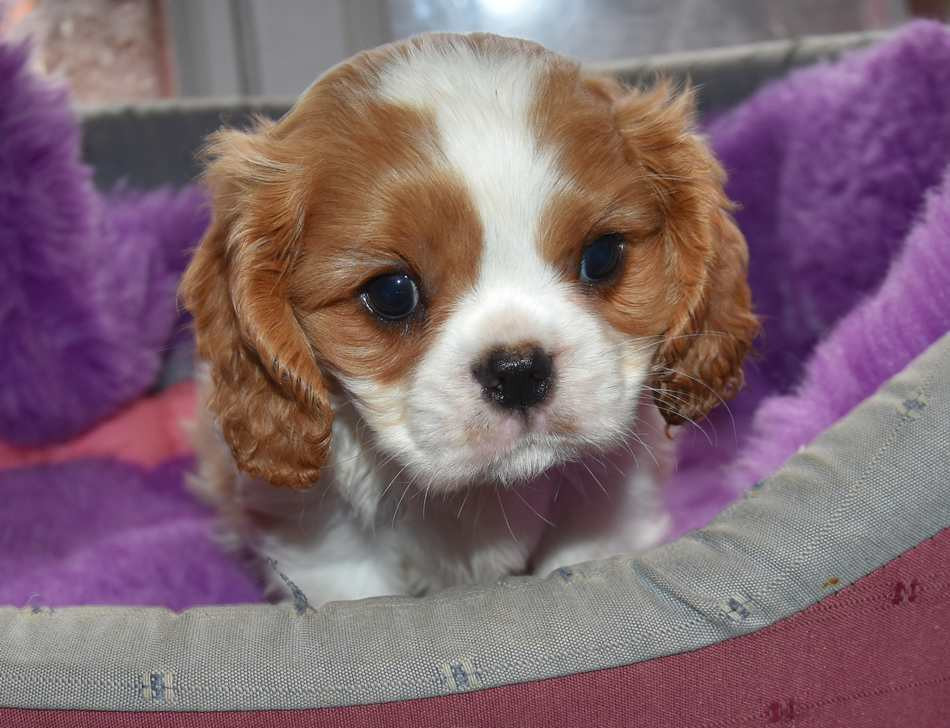 Chiot Cavalier King Charles Spaniel de la maison du ryez