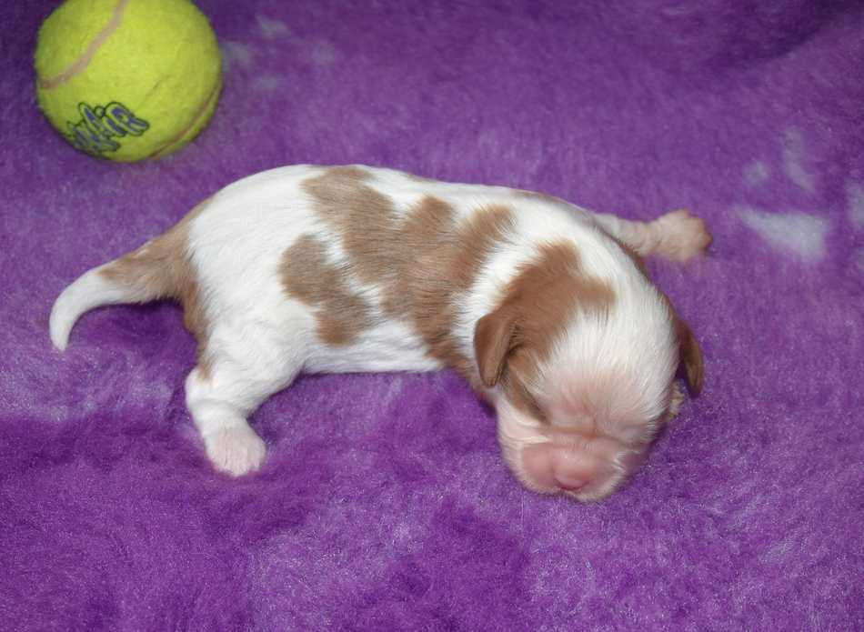 de la maison du ryez - Chiots disponibles - Cavalier King Charles Spaniel