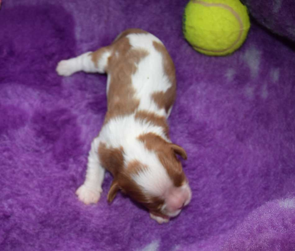 de la maison du ryez - Chiots disponibles - Cavalier King Charles Spaniel
