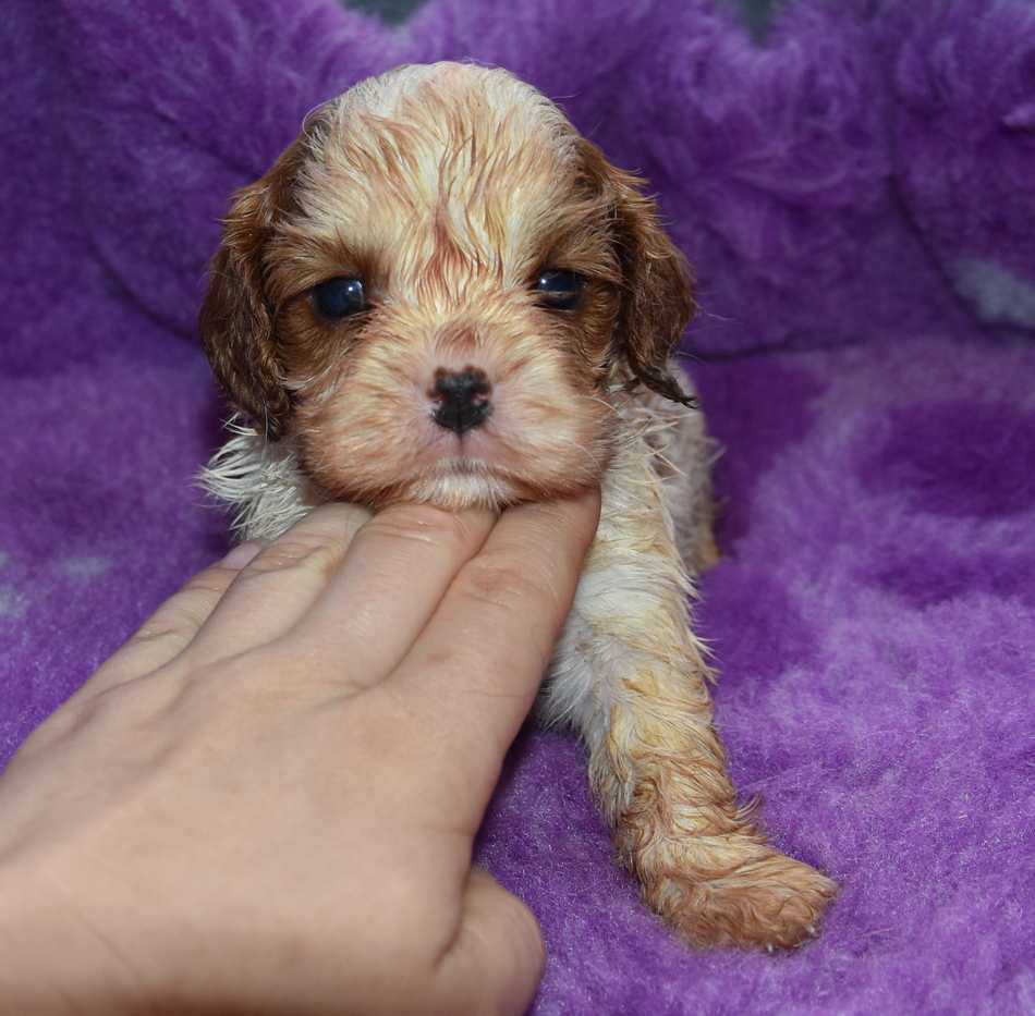 de la maison du ryez - Chiots disponibles - Cavalier King Charles Spaniel