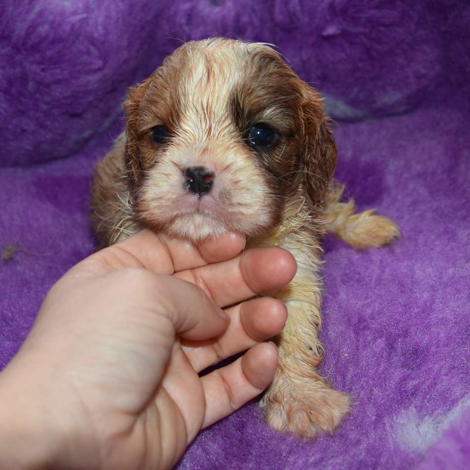 de la maison du ryez - Chiots disponibles - Cavalier King Charles Spaniel