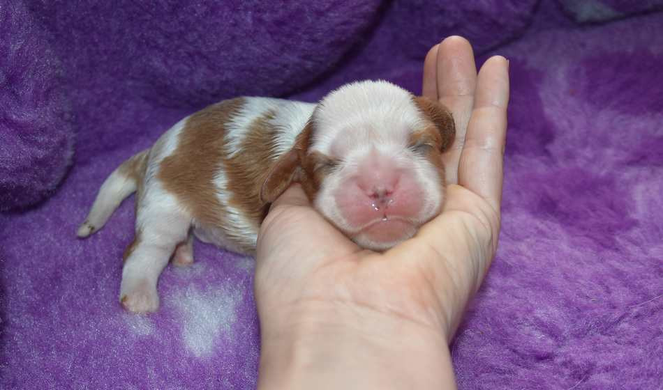 de la maison du ryez - Chiots disponibles - Cavalier King Charles Spaniel