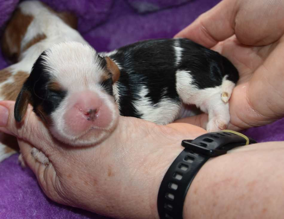 de la maison du ryez - Chiots disponibles - Cavalier King Charles Spaniel