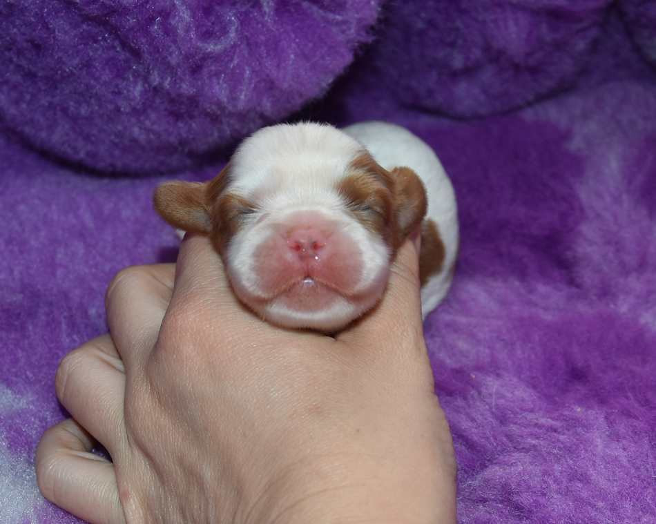 de la maison du ryez - Chiots disponibles - Cavalier King Charles Spaniel