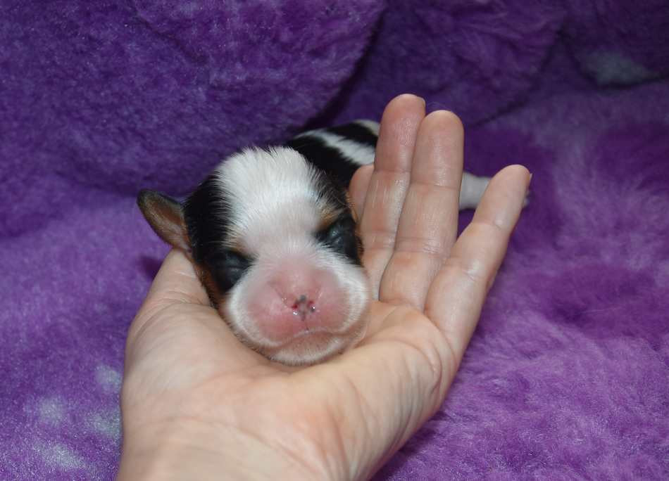 de la maison du ryez - Chiots disponibles - Cavalier King Charles Spaniel