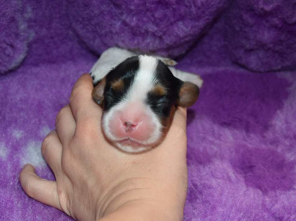 de la maison du ryez - Chiots disponibles - Cavalier King Charles Spaniel
