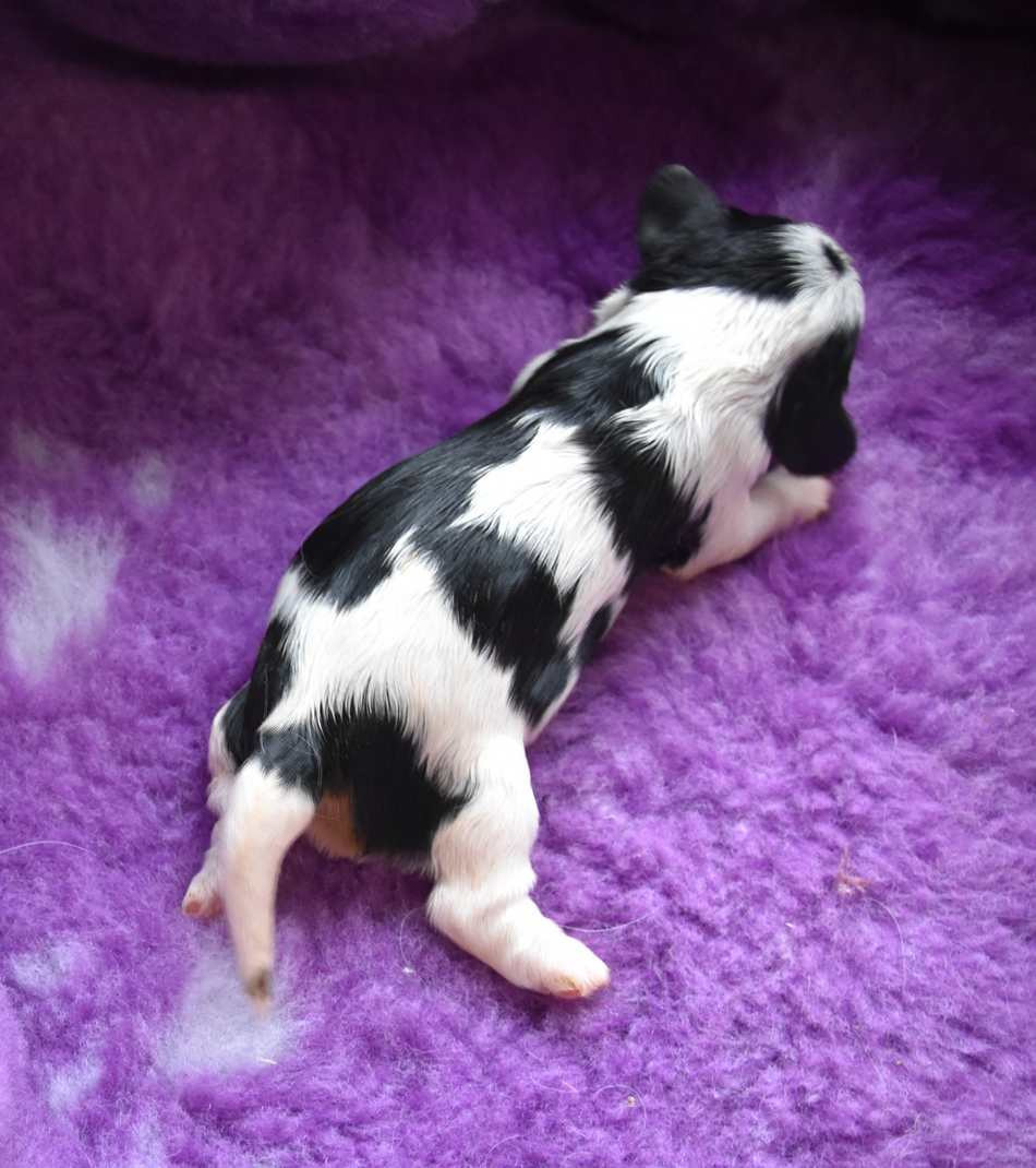 de la maison du ryez - Chiots disponibles - Cavalier King Charles Spaniel