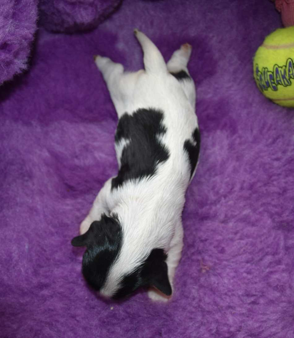 de la maison du ryez - Chiots disponibles - Cavalier King Charles Spaniel