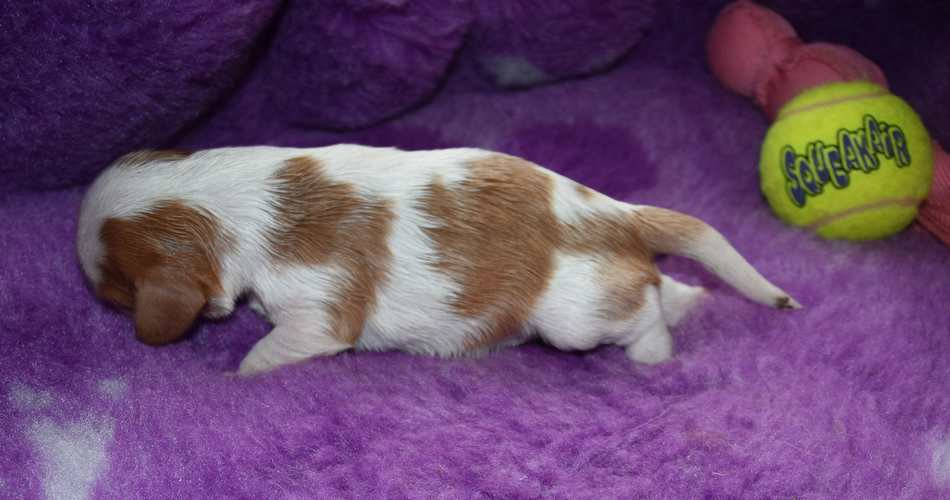 de la maison du ryez - Chiots disponibles - Cavalier King Charles Spaniel
