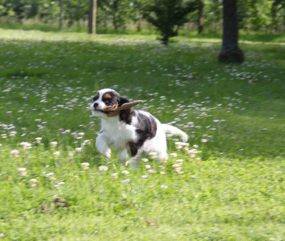 de la maison du ryez - Chiots disponibles - Cavalier King Charles Spaniel