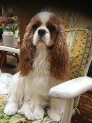 de la maison du ryez - Chiots disponibles - Cavalier King Charles Spaniel