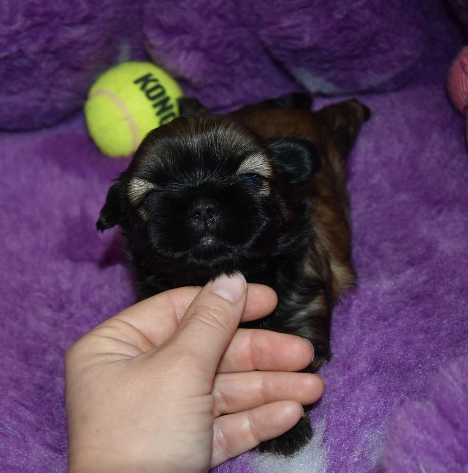 de la maison du ryez - Chiots disponibles - Shih Tzu