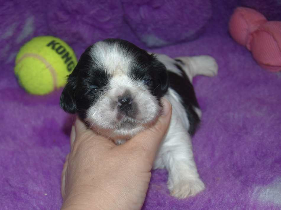 de la maison du ryez - Chiots disponibles - Shih Tzu
