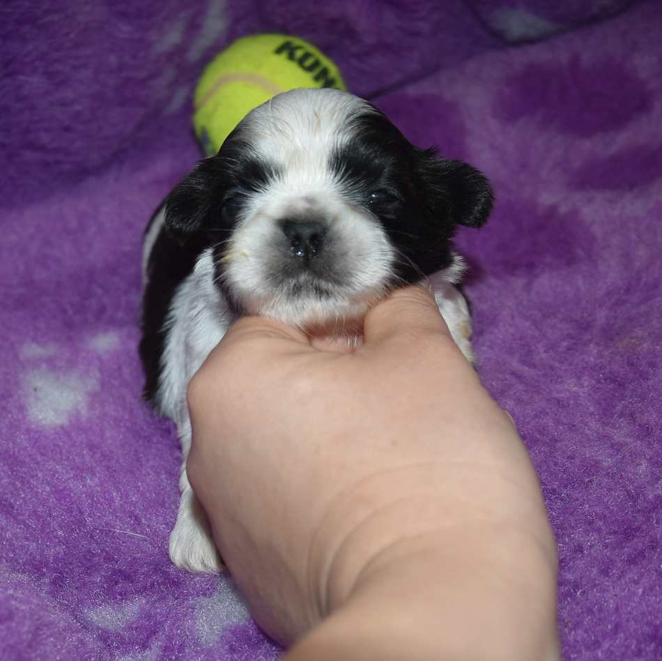 de la maison du ryez - Chiots disponibles - Shih Tzu