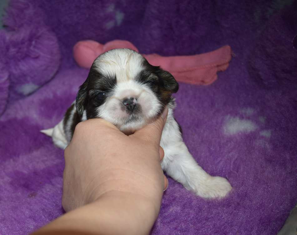de la maison du ryez - Chiots disponibles - Shih Tzu