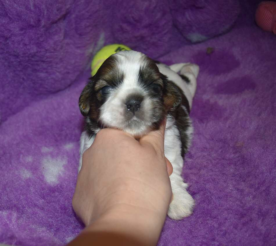 de la maison du ryez - Chiots disponibles - Shih Tzu