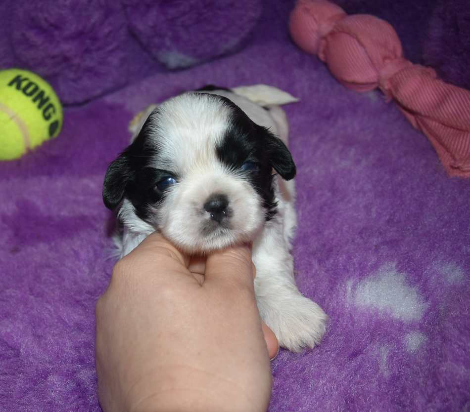 de la maison du ryez - Chiots disponibles - Shih Tzu