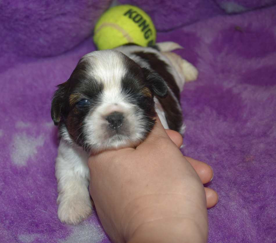 de la maison du ryez - Chiots disponibles - Shih Tzu