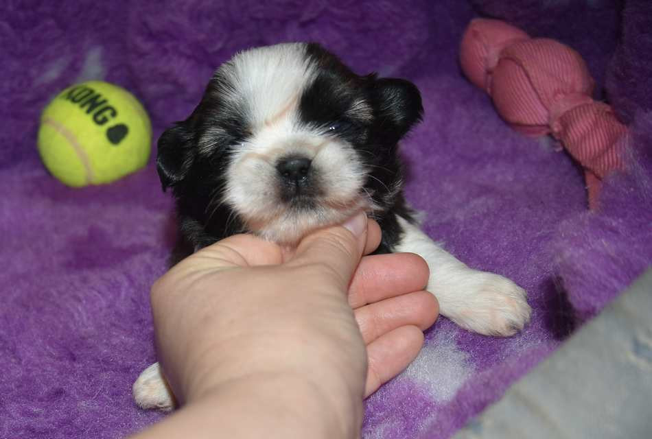 de la maison du ryez - Chiots disponibles - Shih Tzu