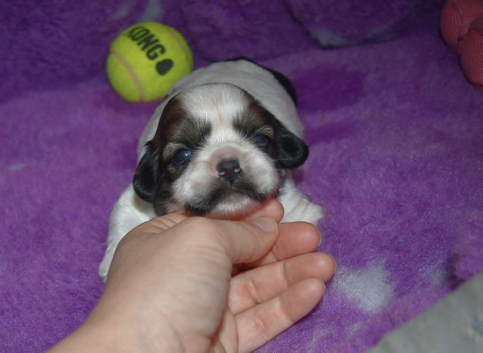 de la maison du ryez - Chiots disponibles - Shih Tzu