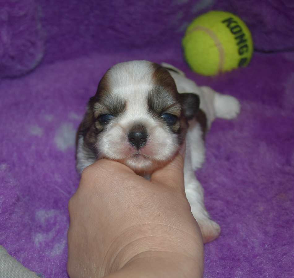 de la maison du ryez - Chiots disponibles - Shih Tzu