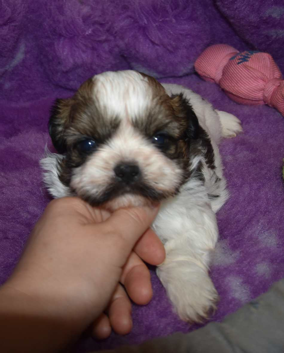 de la maison du ryez - Chiots disponibles - Shih Tzu