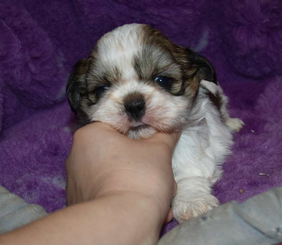 de la maison du ryez - Chiots disponibles - Shih Tzu