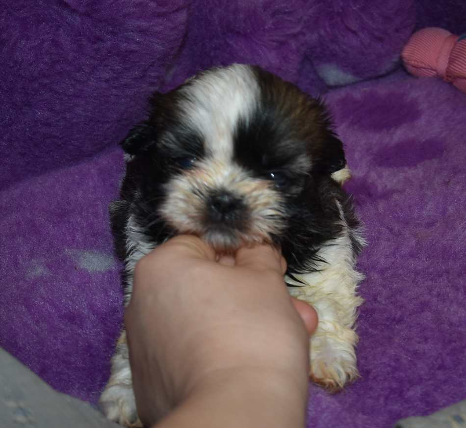 de la maison du ryez - Chiots disponibles - Shih Tzu