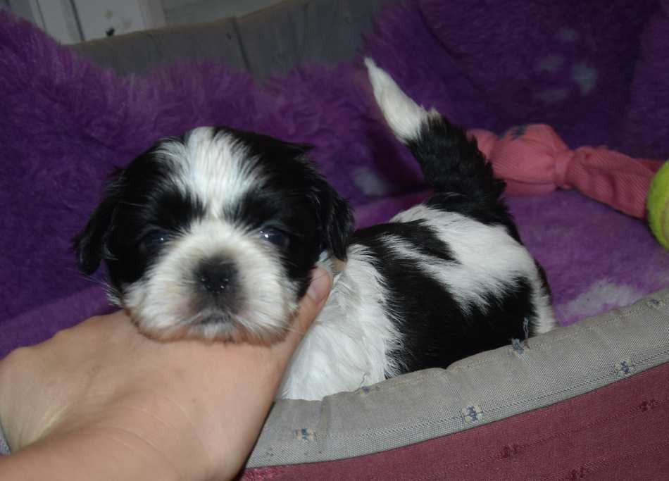 de la maison du ryez - Chiots disponibles - Shih Tzu