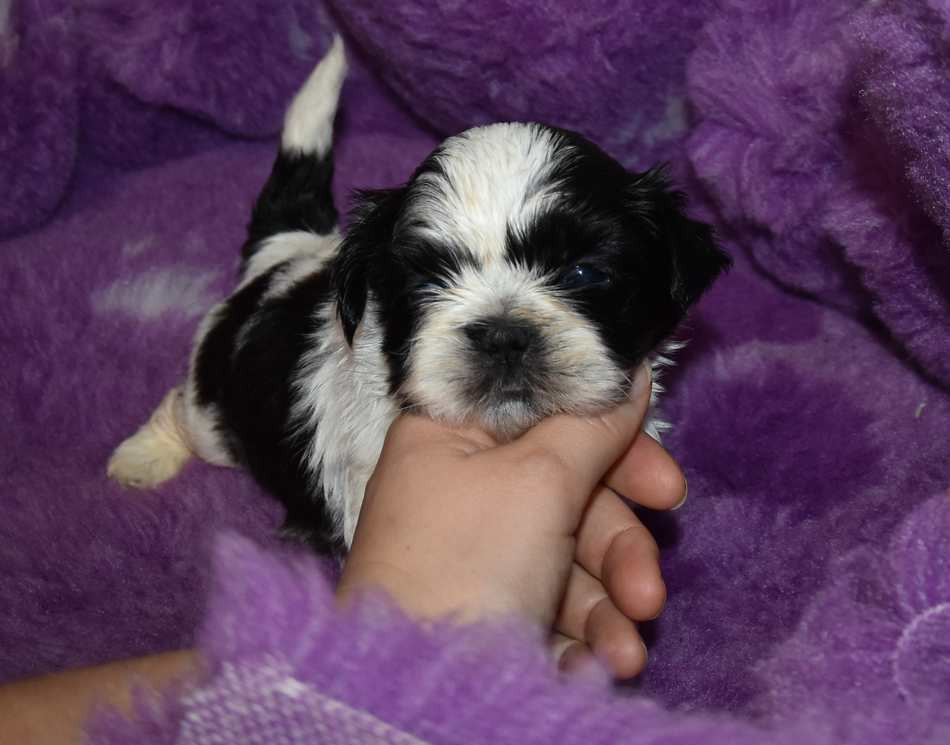 de la maison du ryez - Chiots disponibles - Shih Tzu